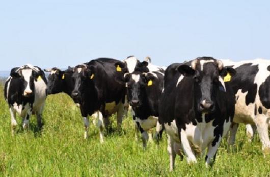 vacas_holando_argentina_pastura