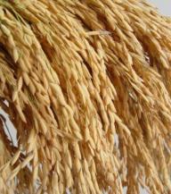 Carne-Alberto-Fernandez