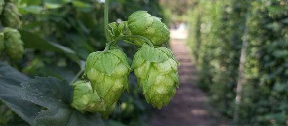 161550669_885929772196055_1960789153214257038_n