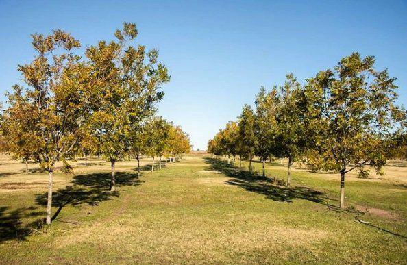 agro301_lc_78022824__28-10-2021__0x0jpg