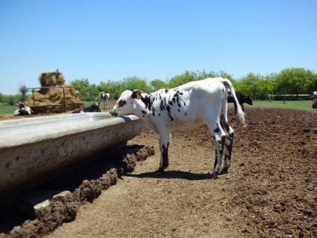 agro-03_lc_78102417__09-12-2021__0x0jpg