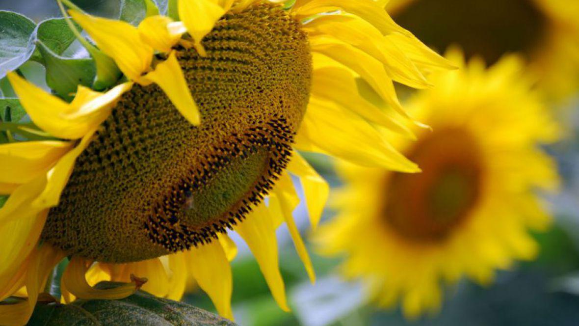 Girasol-2019