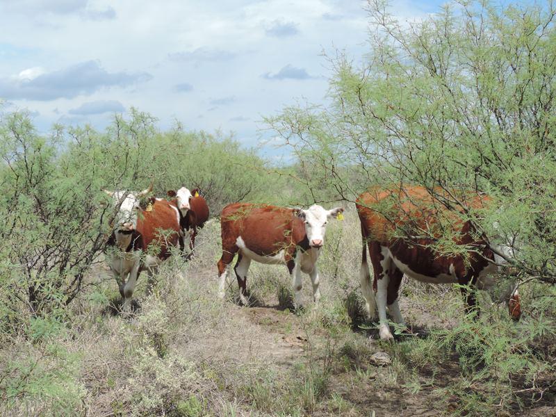 ganaderia-gei-1