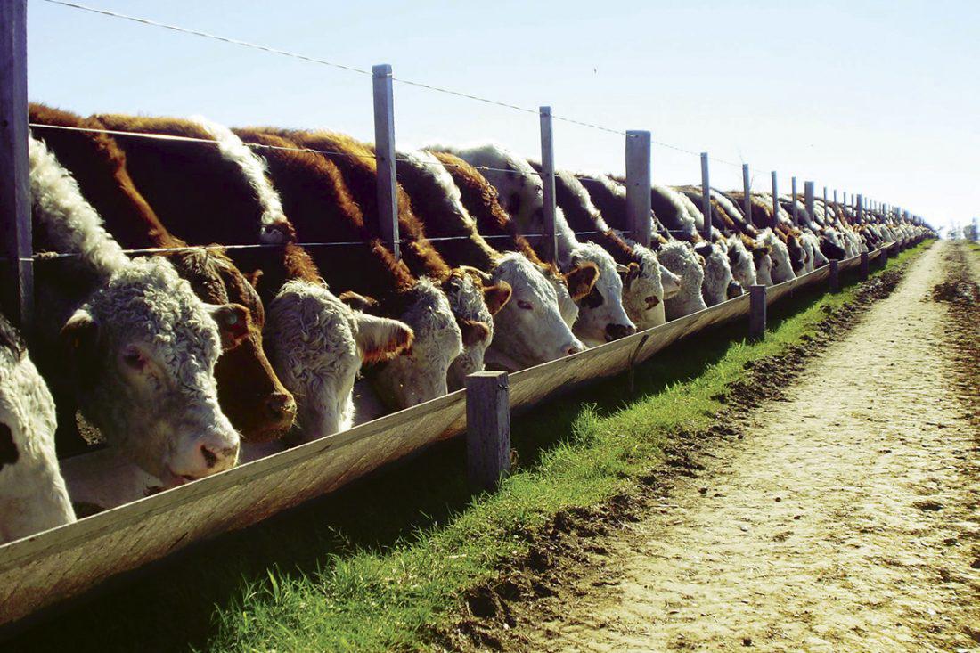Feedlot2-1100x733