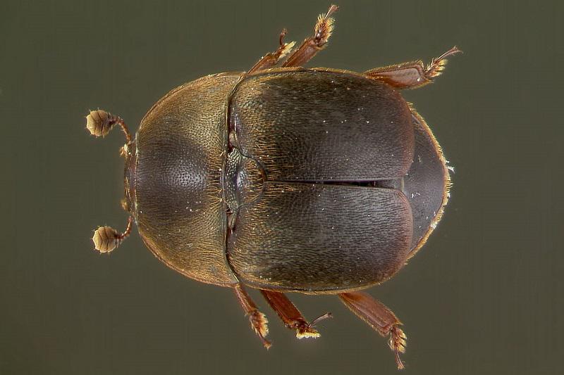 Small-Hive-Beetle