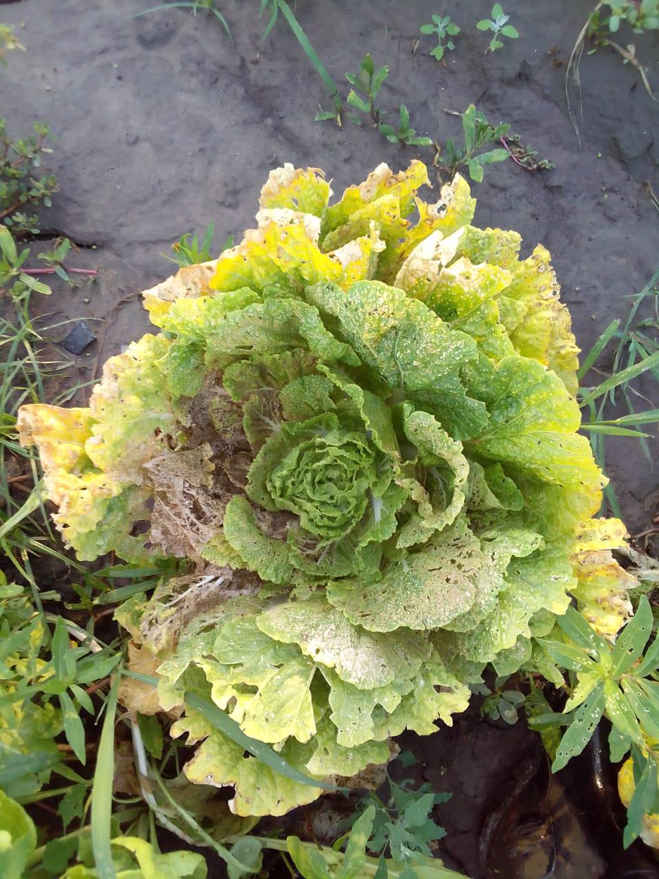 WhatsApp Image 2022-01-20 at 18.16.39