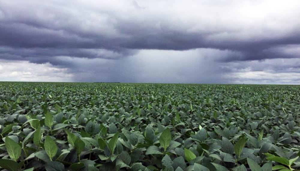 lluvia-soja-infocampo