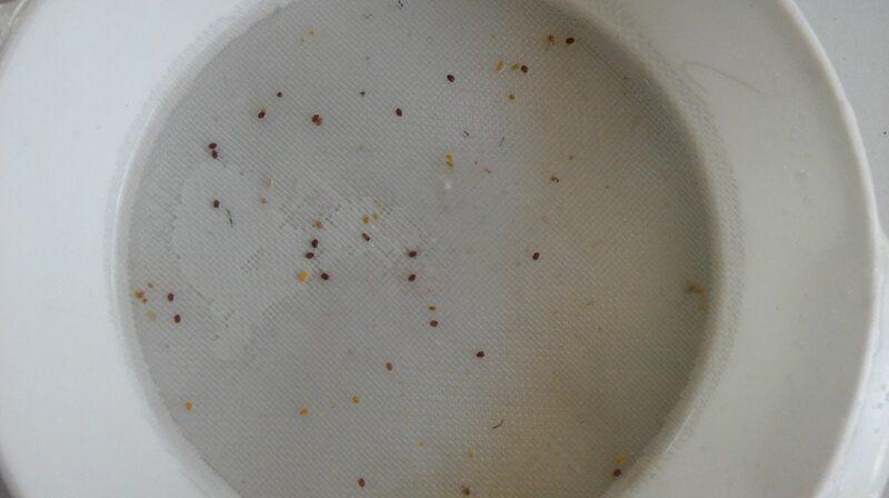 varroa-3-e1645547511279