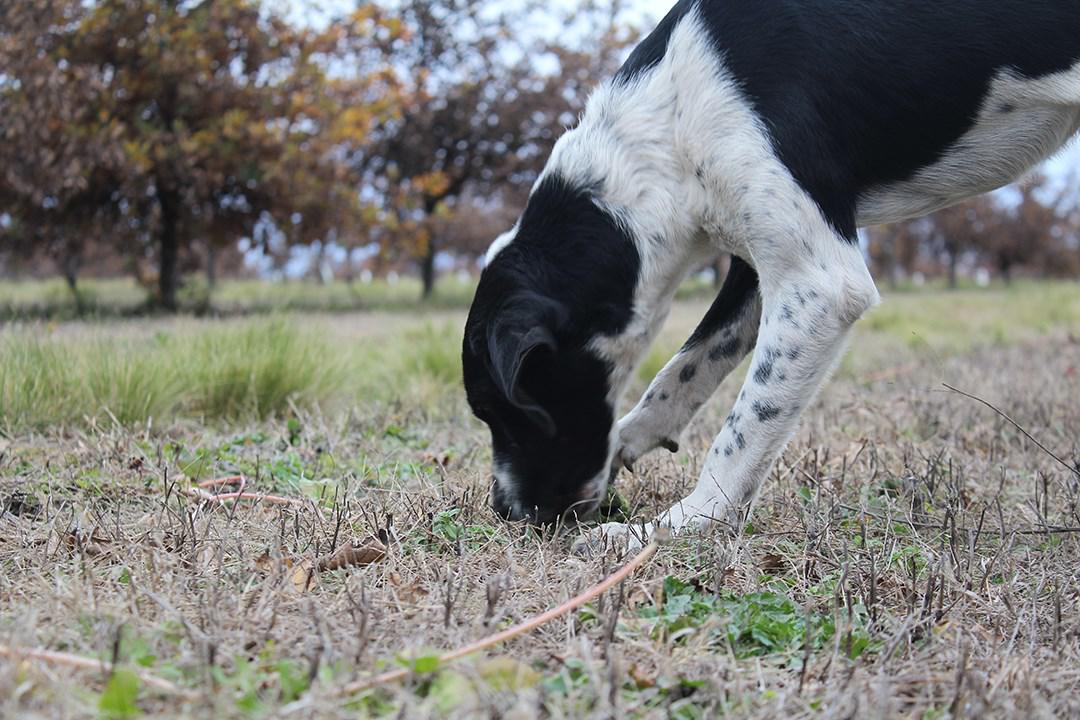 110981140_2895933993850905_1942249549769995629_o