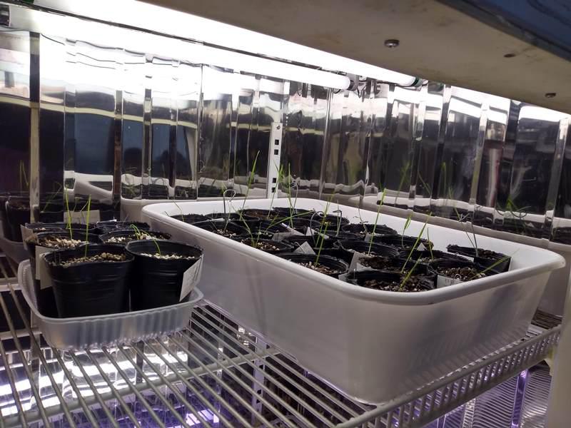 dh-en-cámara-de-crecimiento