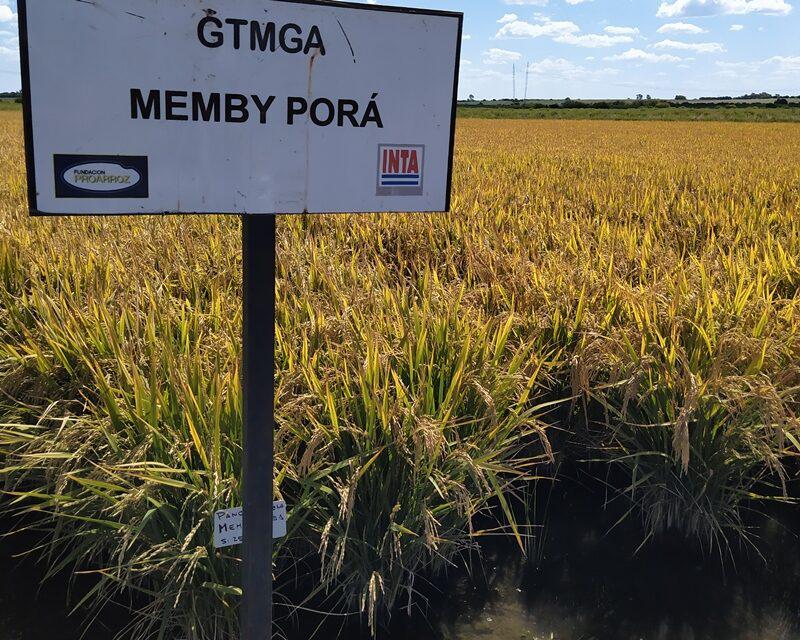 memby-1-e1601054373451