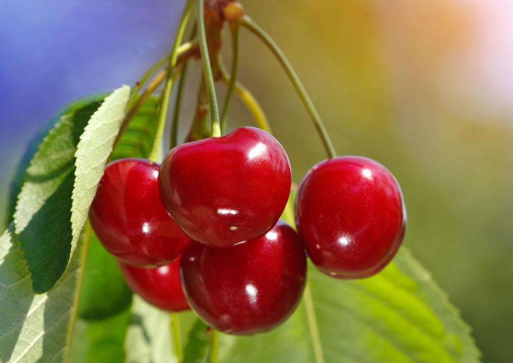 Berries-de-México-un-reto-agroalimentario