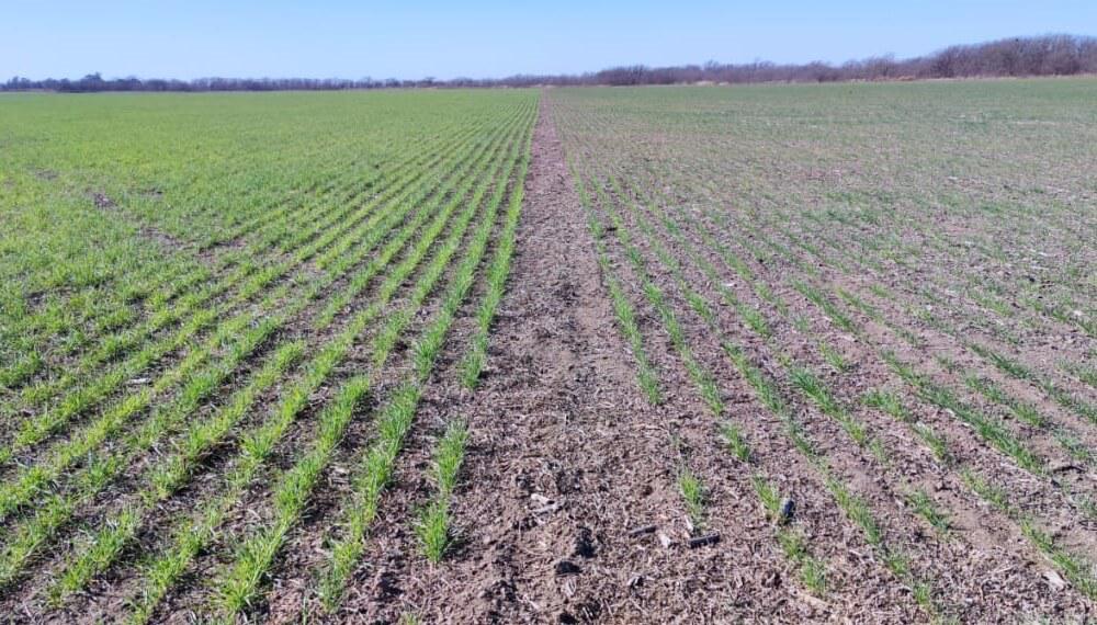 Trigo-HB4-izq-trigo-convencional-der.-