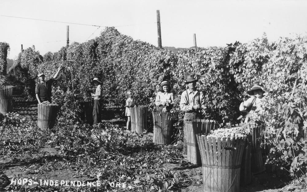 Harvesting_hops_near_Independence_Oregon