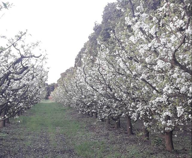 en-pavon-arriba-alvarez-y-pinero-el-durazno-sigue-pie