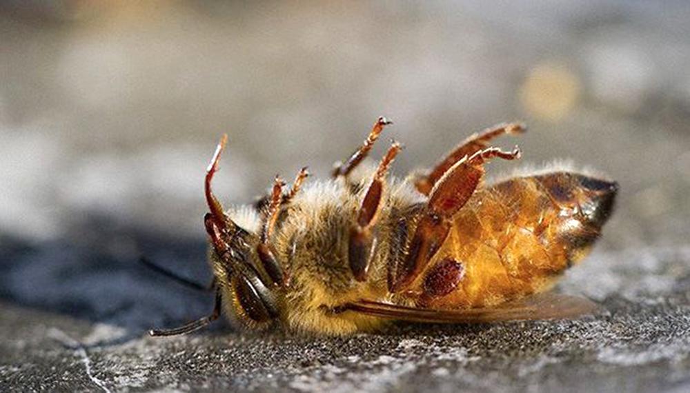 abeja-muerta