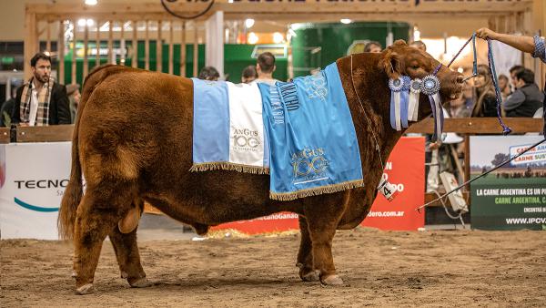 Gran-Campeon-Macho-Centenario.-Foto-Ale-Alvarez-600x338