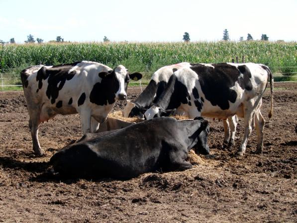 vacas_lecheras