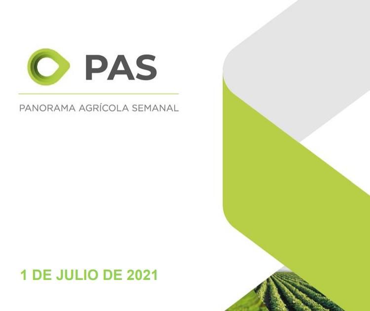 Gráfica PBI en limones