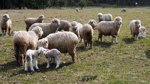 inta_-_cria_ovejas-alimentacion_post_parto-1jpg