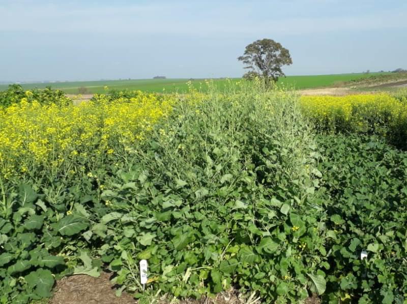 carinata-1