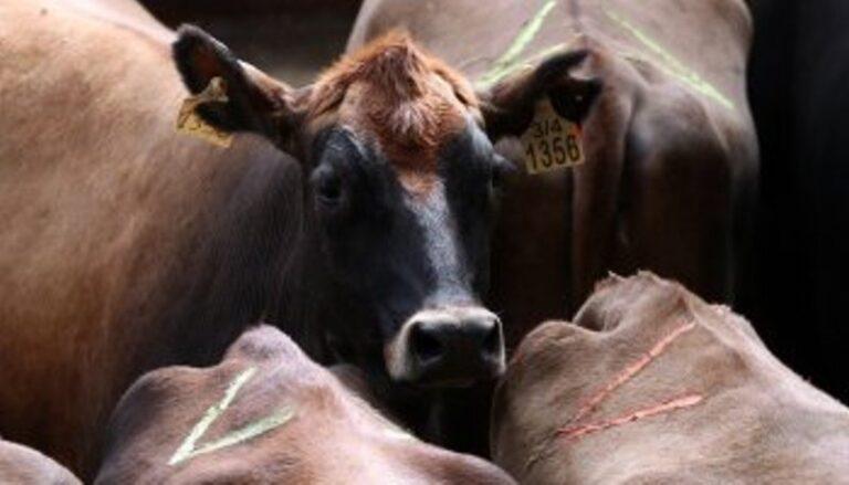vaca-tapa-768x439