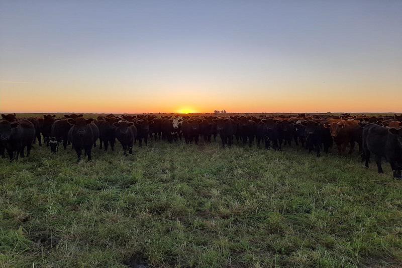 vaca3