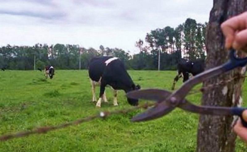 brppgre3do4055a5_gggg