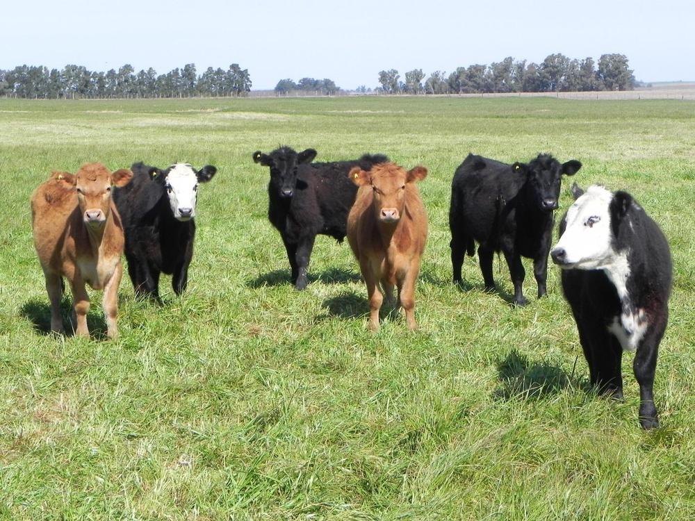vacas_4
