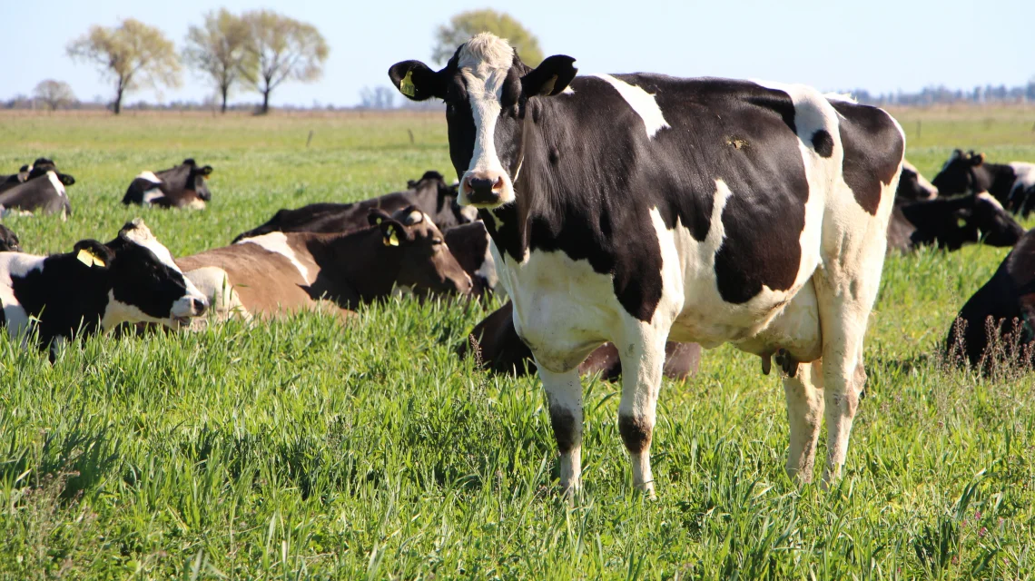 vaca lechera