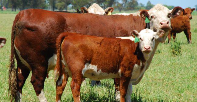 vaca-ganado-ternero