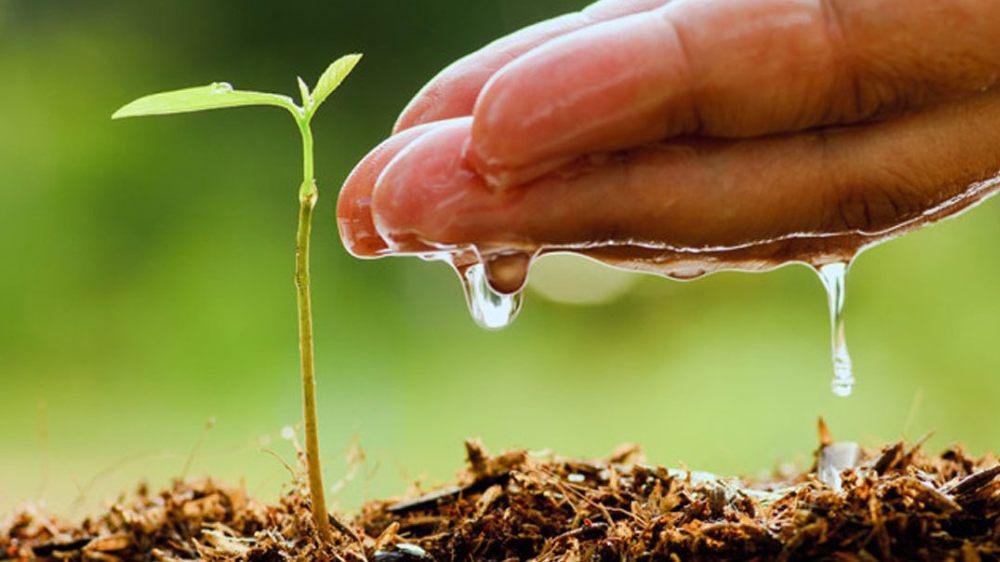 agua-oxigenada-en-plantas