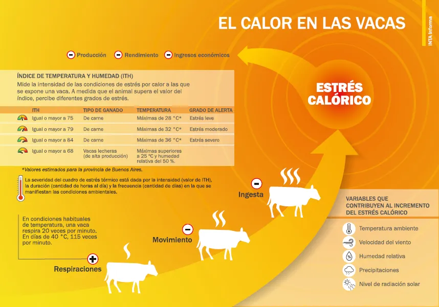 El-efecto-del-calor-en-las-vacas-_-infografia