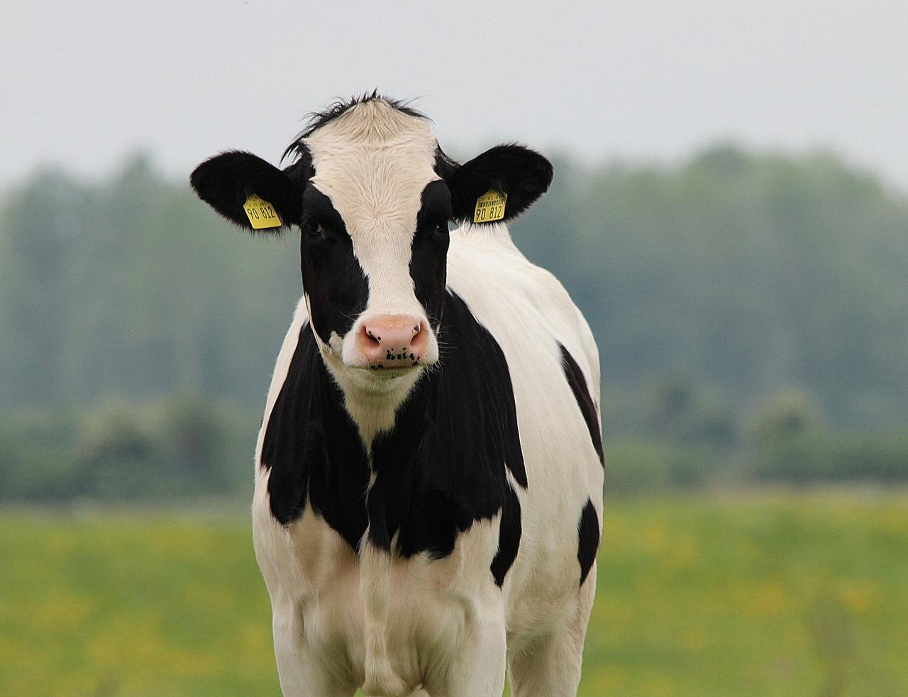 1719-cow-354428_1280