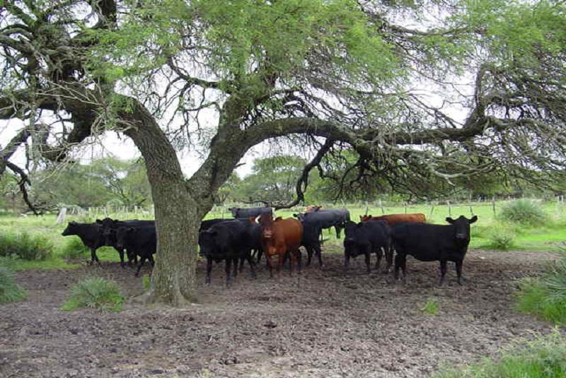 vaca1-1