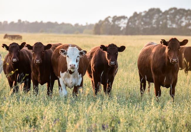 Usurparon-un-campo-y-pusieron-las-vacas-a-la-venta-por-Facebook-0