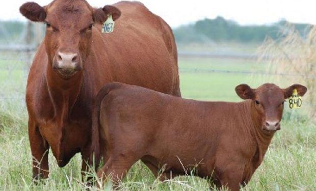 vaca-cria10-198266