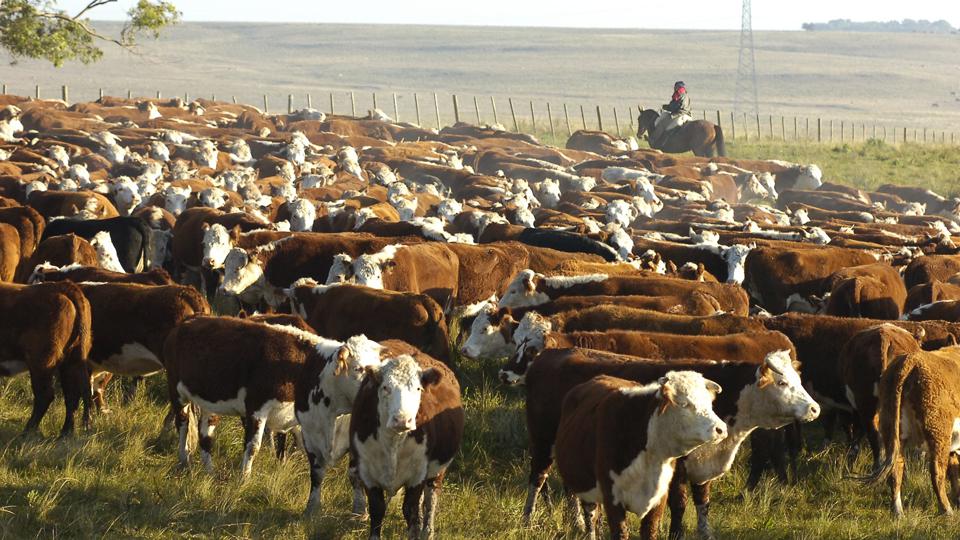 ganaderia_bovina_argentina