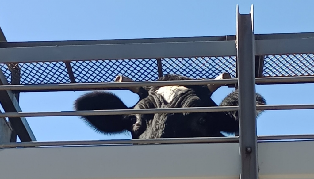 vaca-tambo-cerrado-1024x584