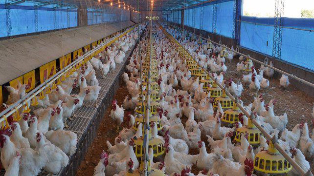posicion-santa-fe-concentra-el-448-la-produccion-total-aves-del-pais-detras-rios-y-buenos-aires