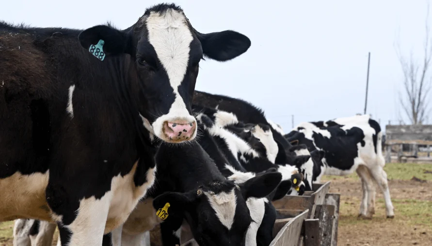 vacas-tambo-comedero