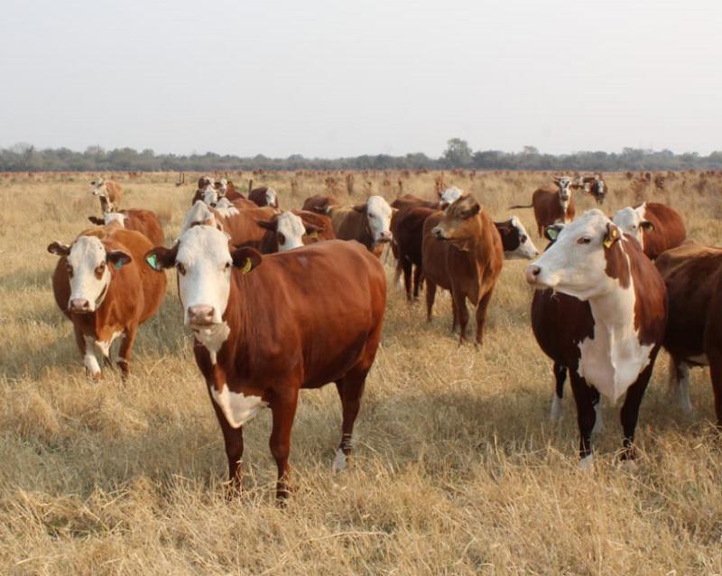 vaca2
