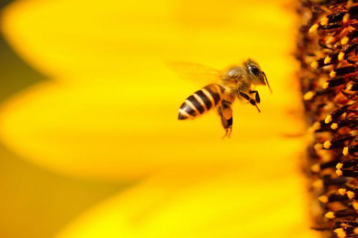 abeja-produce-miel-e1586445422189